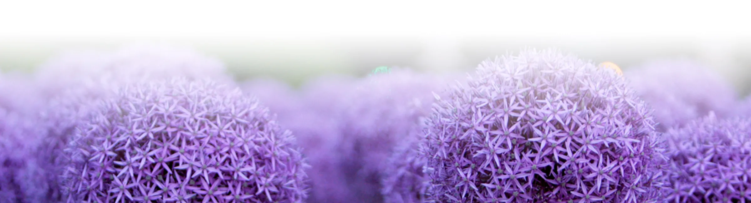 Allium